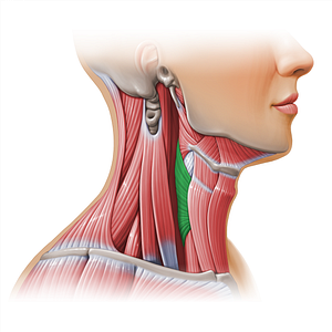 Inferior pharyngeal constrictor muscle (#11118)