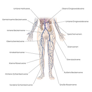 Cardiovascular system: Veins of the lower part of the body (German)