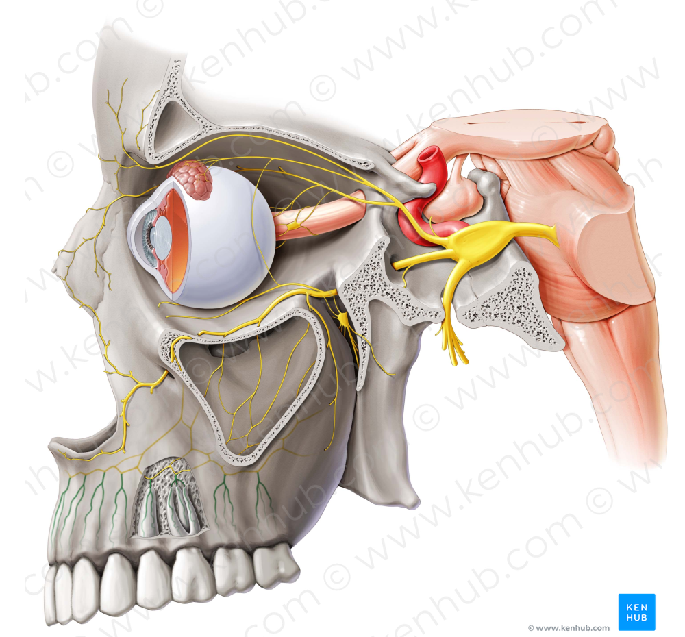 Dental branches of superior alveolar nerves (#8490)