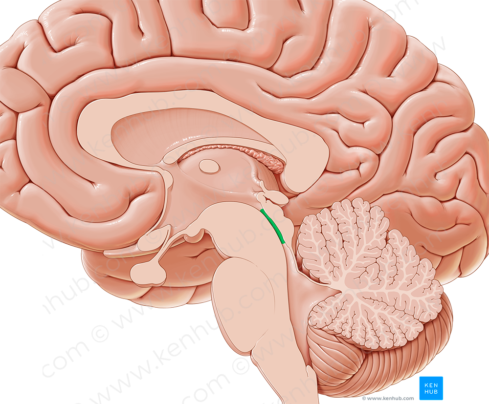 Cerebral aqueduct (#804)