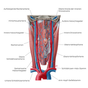 Blood vessels of the pharynx (German)