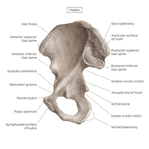 Hip bone (medial view) (English)