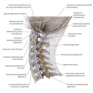 Craniovertebral ligaments and joints (English)