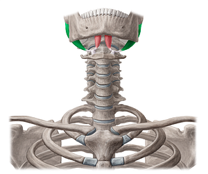 Posterior belly of digastric muscle (#18162)