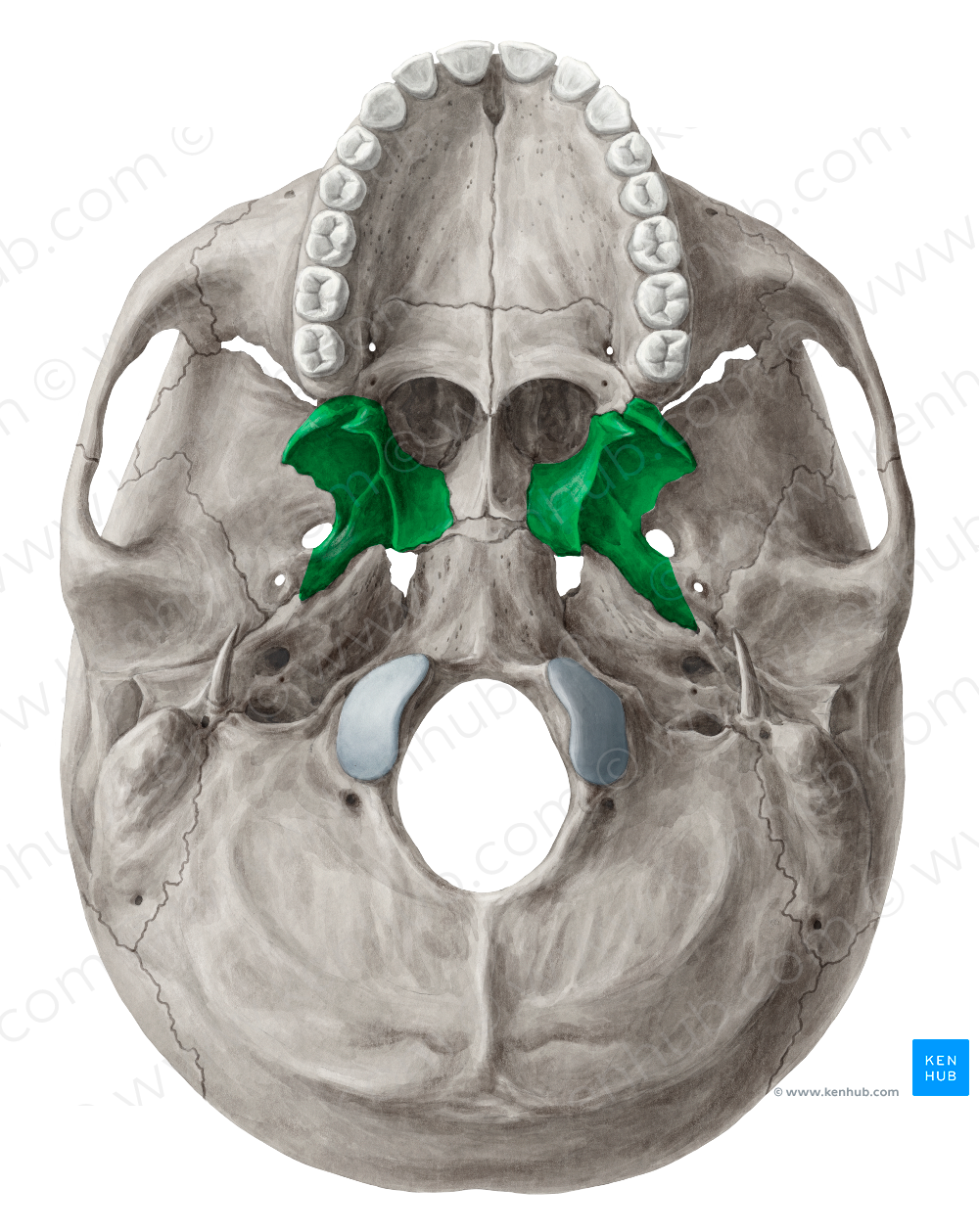 Pterygoid process of sphenoid bone (#8243)