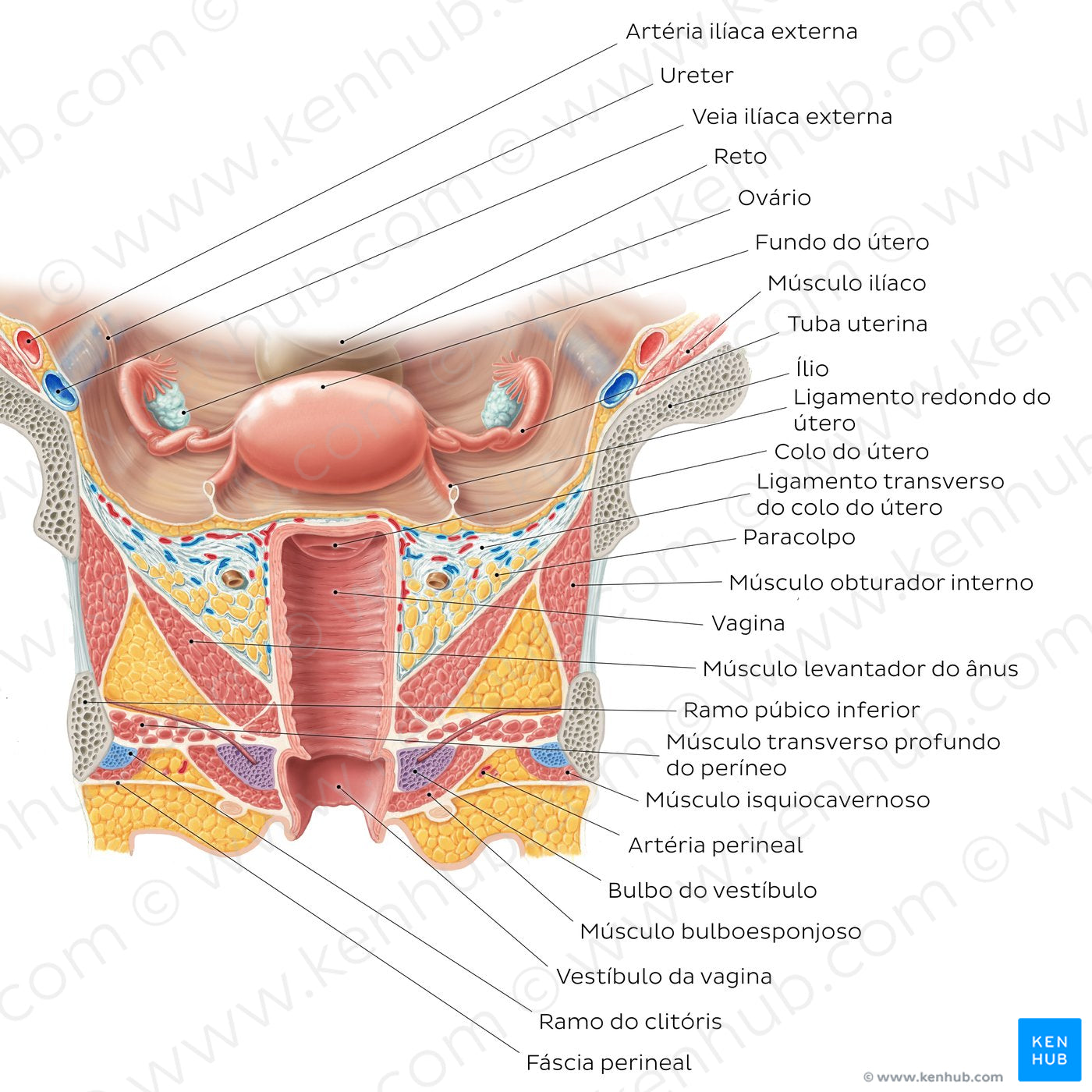 Uterus and vagina (Portuguese)