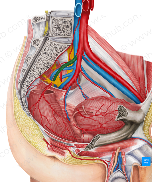 Left superior gluteal artery (#1321)