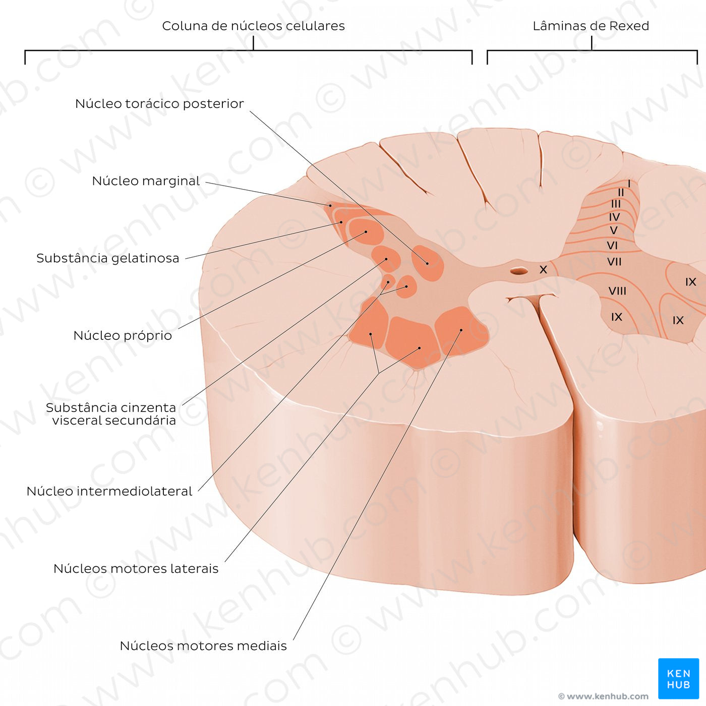 Spinal cord: Cross section (Gray matter) (Portuguese)