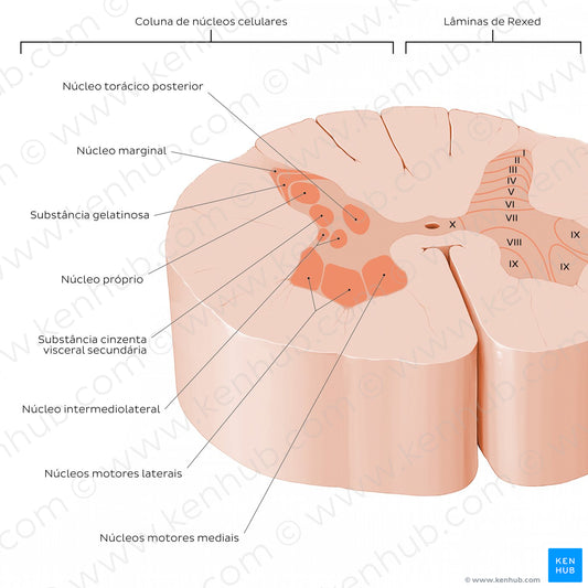 Spinal cord: Cross section (Gray matter) (Portuguese)