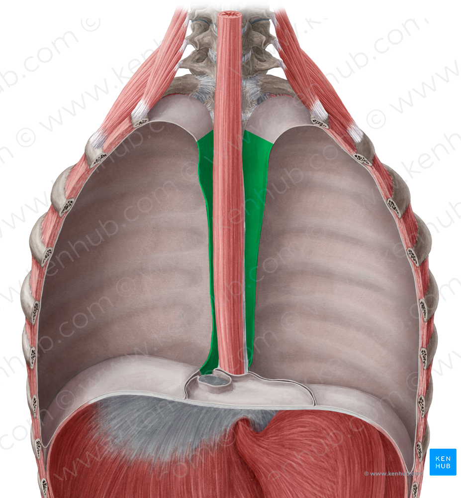 Mediastinal part of parietal pleura (#7734)