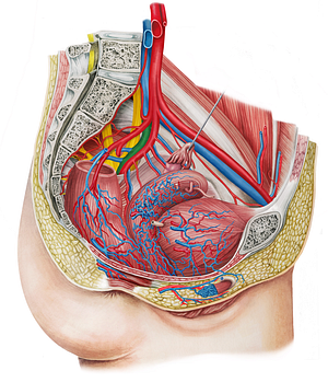 Left internal iliac vein (#10327)