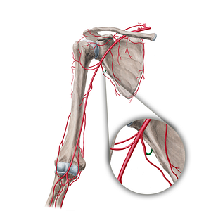 Circumflex scapular artery (#18847)