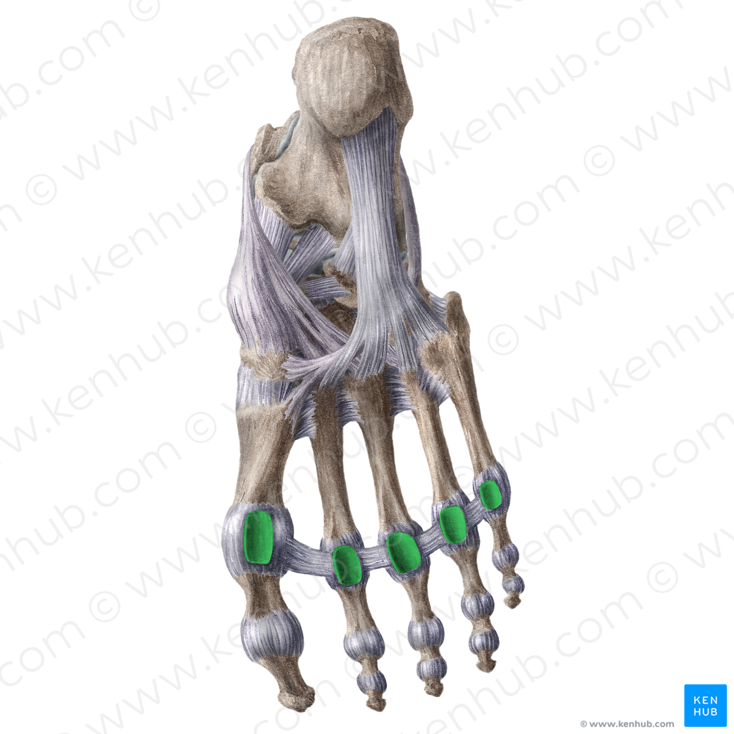 Plantar metatarsophalangeal ligaments (#18613)