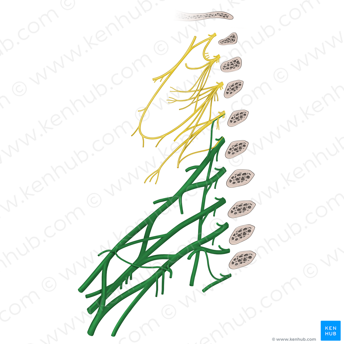 Brachial plexus (#7959)