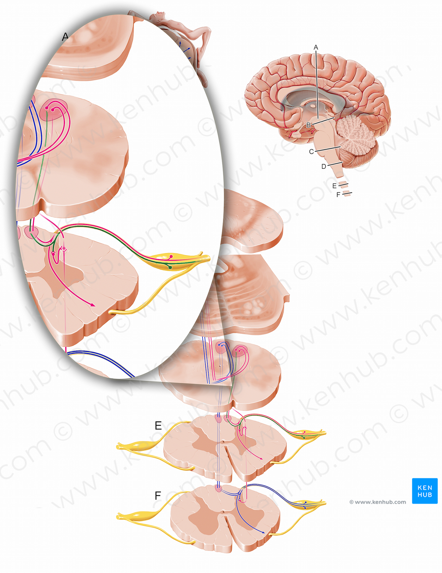 Mechanoreceptive afferent fibers of cervical spinal cord (#12105)