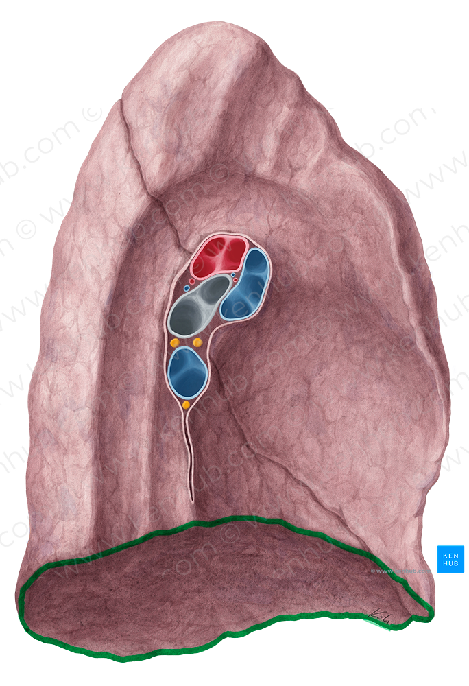 Inferior border of lung (#21469)