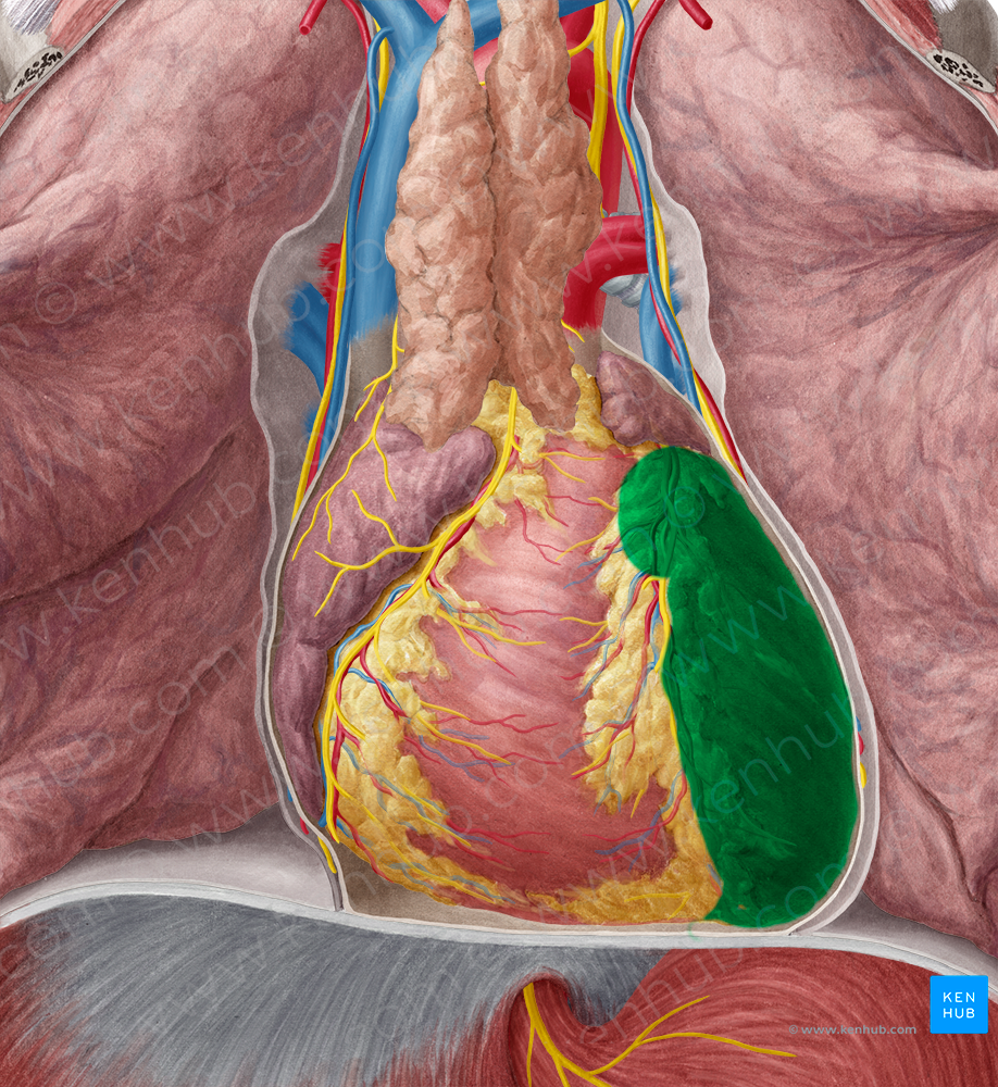 Left ventricle of heart (#10699)