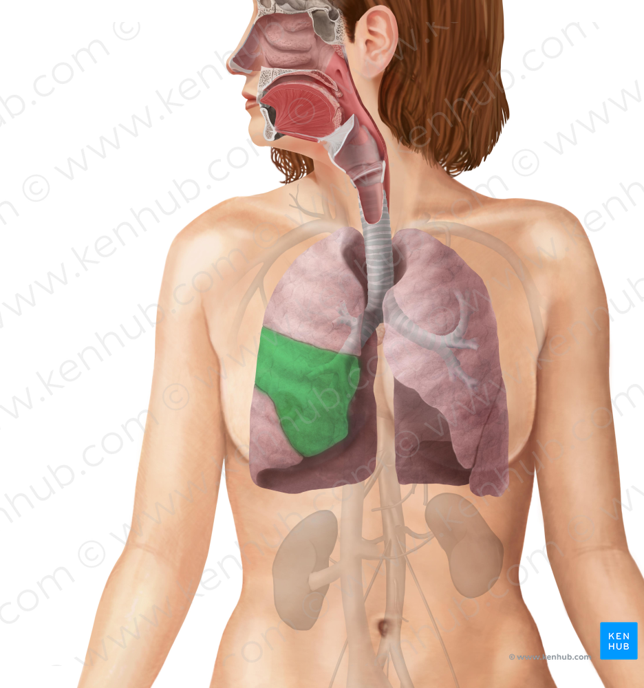 Middle lobe of right lung (#4843)