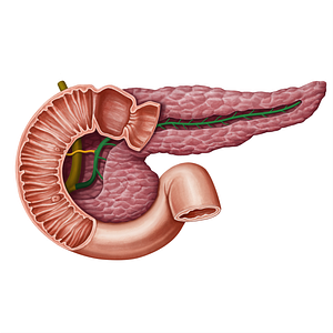 Pancreatic duct (#13934)