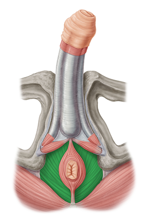 Levator ani muscle (#5545)