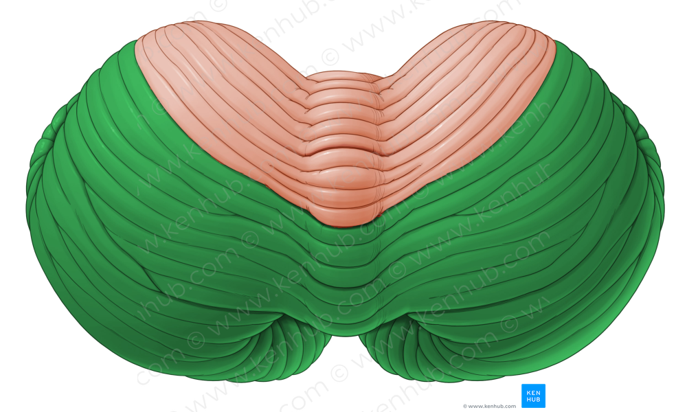 Posterior lobe of cerebellum (#4854)