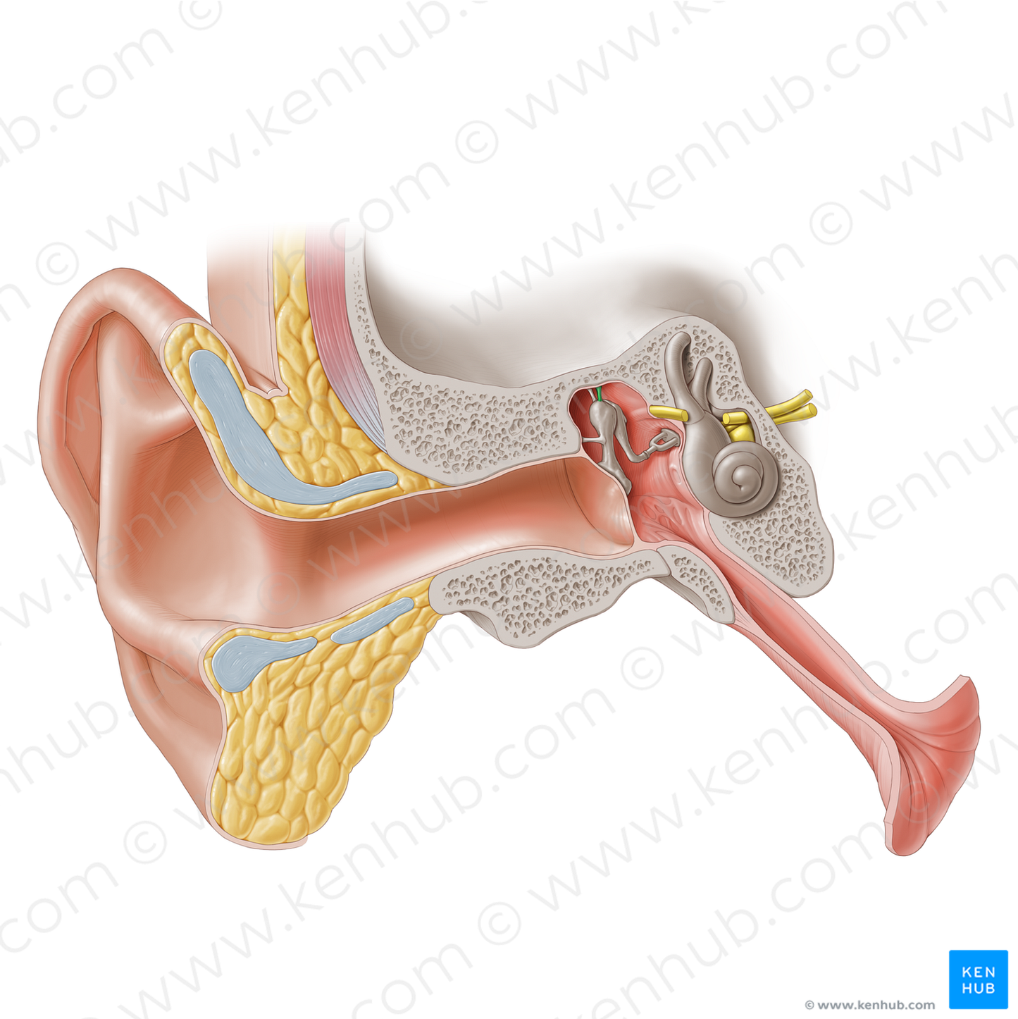 Superior ligament of malleus (#20272)