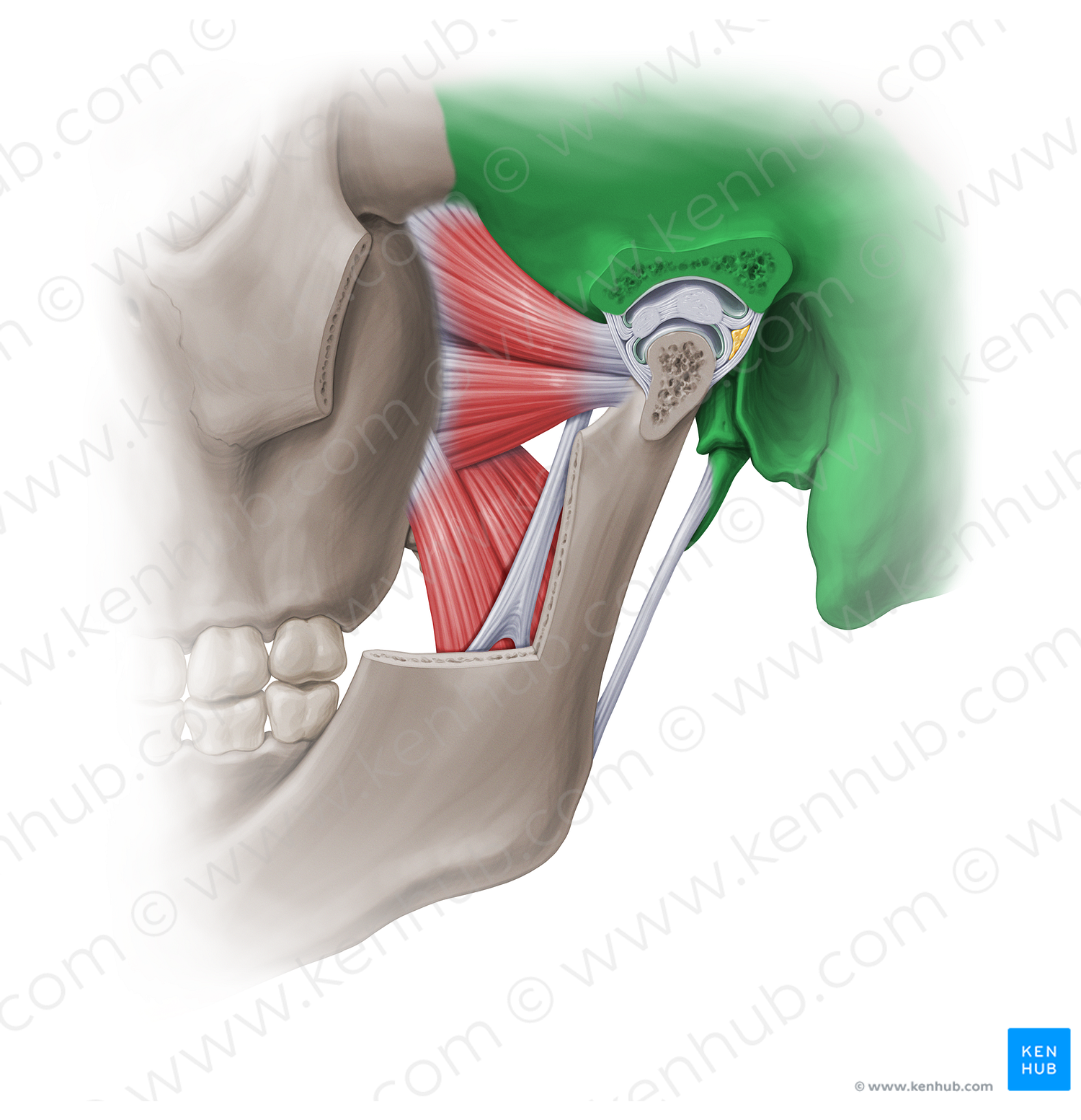 Temporal bone (#18878)