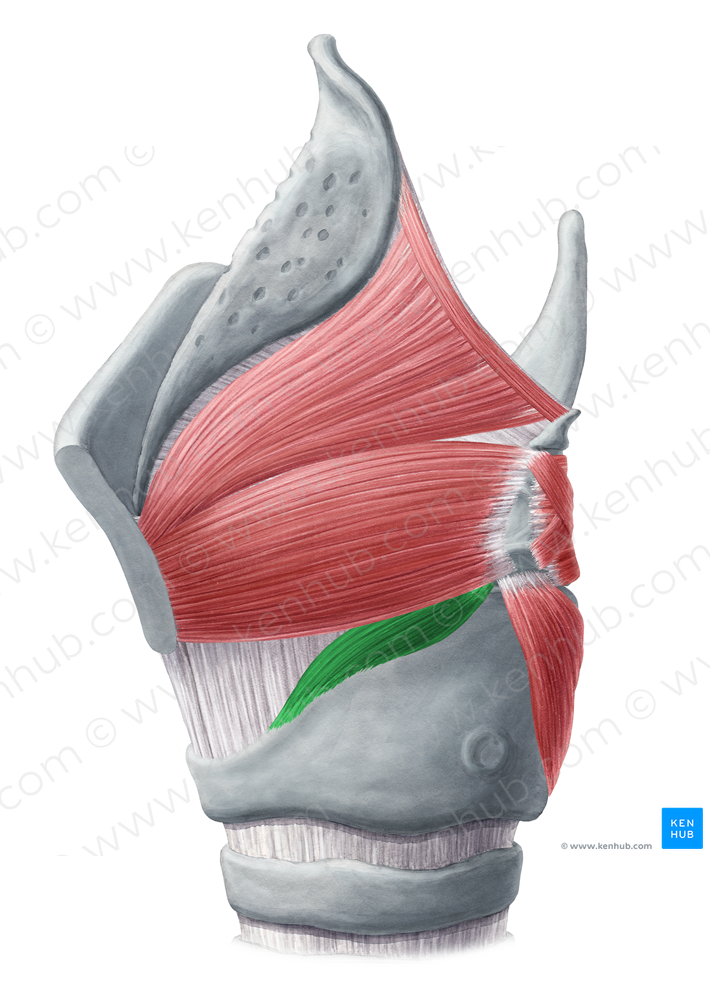 Lateral cricoarytenoid muscle (#5278)