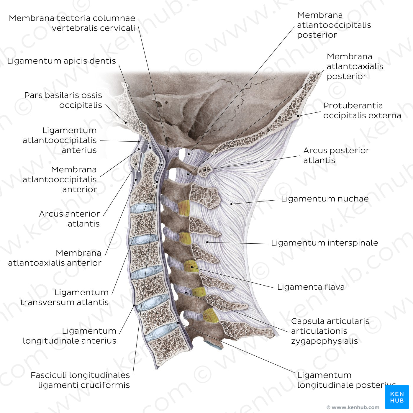 Craniovertebral ligaments and joints (Latin)