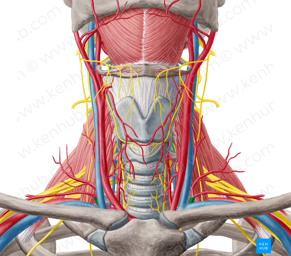 Thyrocervical trunk (#9659)