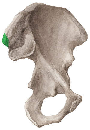 Posterior superior iliac spine (#9100)