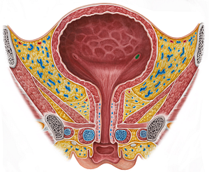 Left ureteric orifice (#7557)