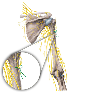 Posterior branch of axillary nerve (#21759)