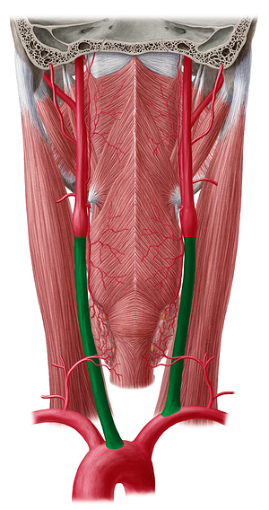 Common carotid artery (#925)