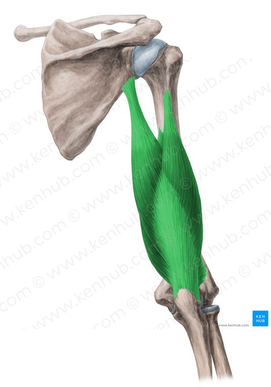 Triceps brachii muscle (#6155)
