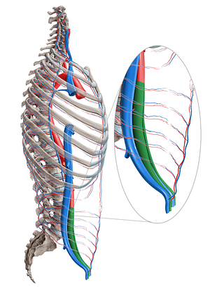 External iliac artery (#1397)