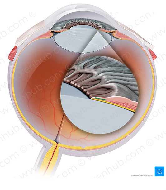 Sphincter pupillae muscle of iris (#19139)