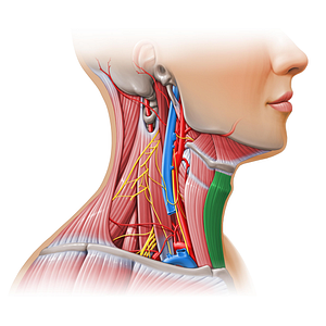 Sternohyoid muscle (#11151)