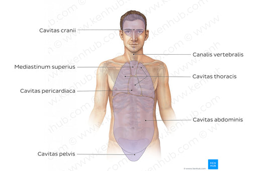 Cavities of the body (Latin)