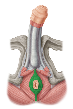 External anal sphincter (#5976)