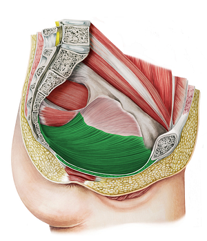 Levator ani muscle (#5531)