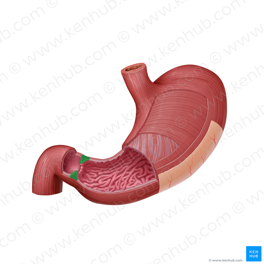 Pyloric sphincter (#21596)