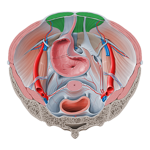 Rectus abdominis muscle (#5832)