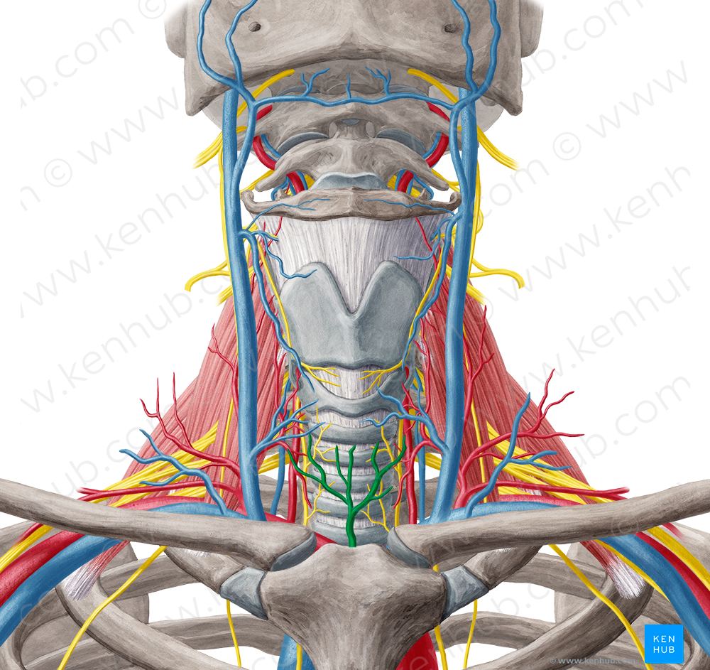 Inferior thyroid vein (#10646)