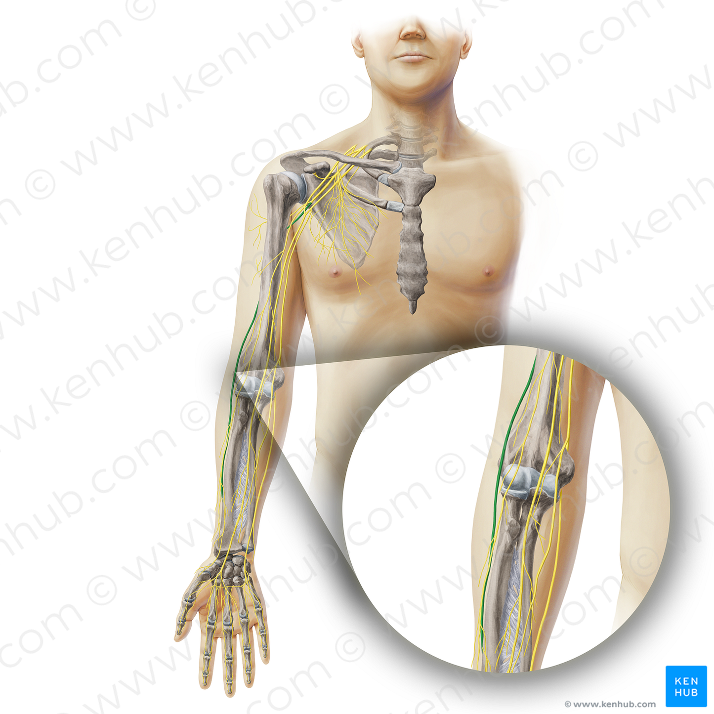 Radial nerve (#19372)