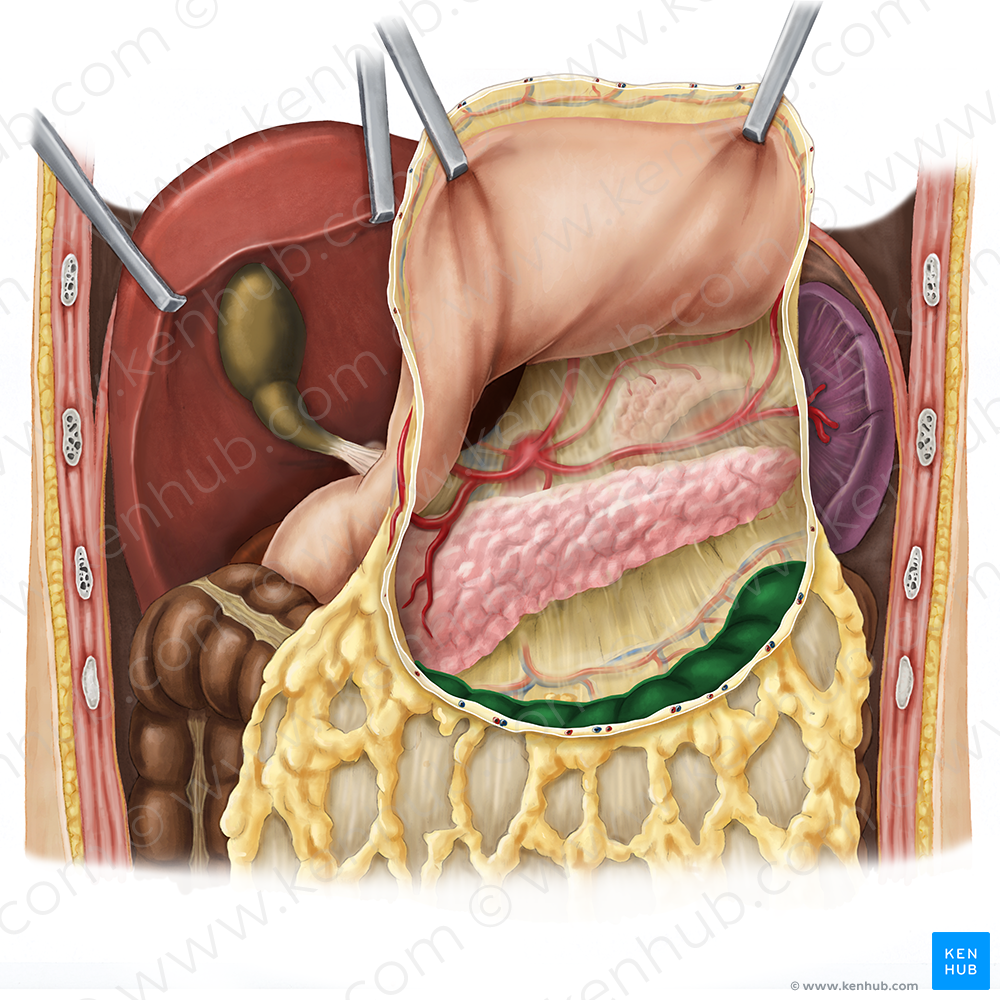 Transverse colon (#2758)