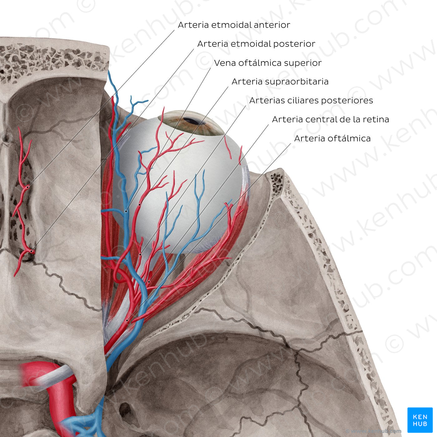 Arteries and veins of orbit (Superior view) (Spanish)