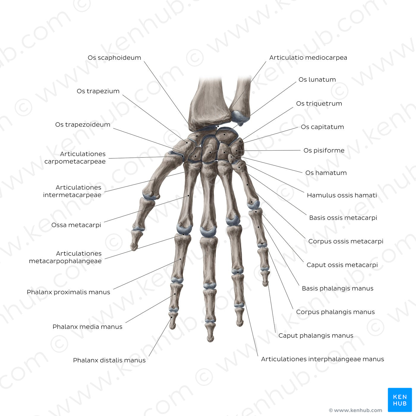 Bones of the wrist and hand (Latin)