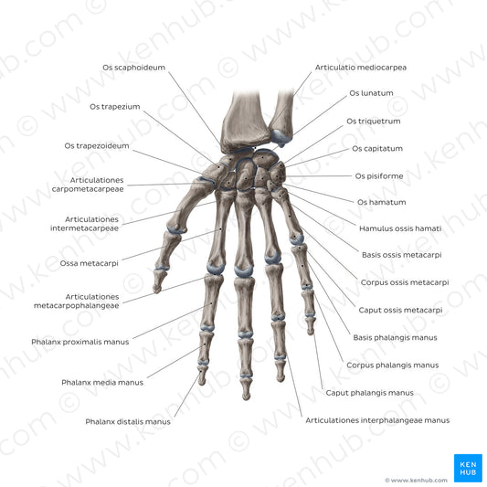 Bones of the wrist and hand (Latin)