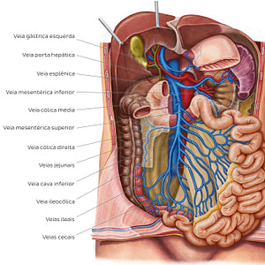 Veins of the small intestine (Portuguese)